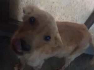 Cachorro ra a SRD-ViraLata idade 2 a 6 meses nome Listrada