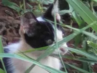 Gato raça SRD-ViraLata idade 2 a 6 meses nome Jueves