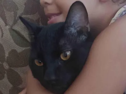 Gato raça SRD-ViraLata idade 1 ano nome Crawley 