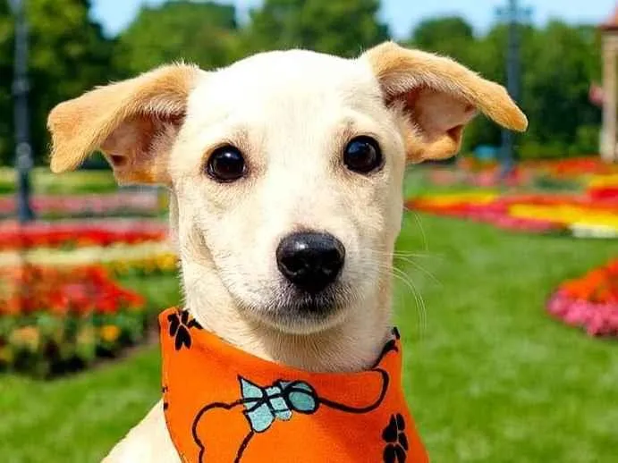 Cachorro raça SRD-ViraLata idade 2 a 6 meses nome Dudu