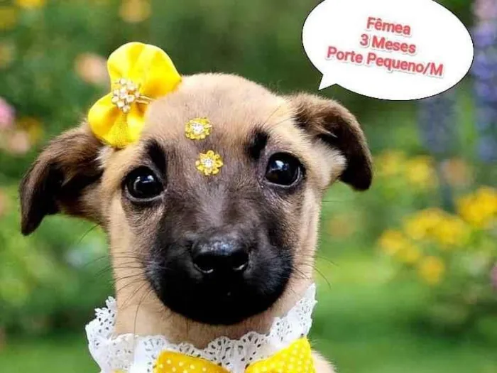 Cachorro raça SRD-ViraLata idade 2 a 6 meses nome Serena