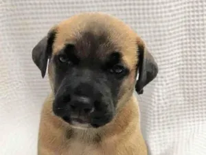 Cachorro raça SRD-ViraLata idade Abaixo de 2 meses nome Filhotes para doação