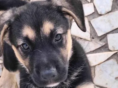 Cachorro raça SRD-ViraLata idade 2 a 6 meses nome Sem nome