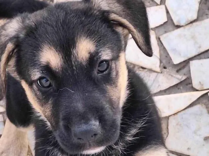 Cachorro ra a SRD-ViraLata idade 2 a 6 meses nome Sem nome