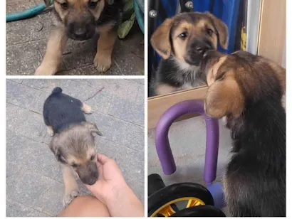 Cachorro raça SRD-ViraLata idade 2 a 6 meses nome Raspinha