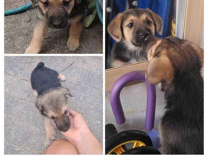 Cachorro ra a SRD-ViraLata idade 2 a 6 meses nome Raspinha
