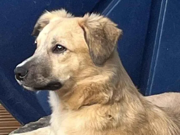 Cachorro ra a SRD-ViraLata idade 7 a 11 meses nome Prieta