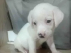 Cachorro raça SRD-ViraLata idade Abaixo de 2 meses nome Sem nome 