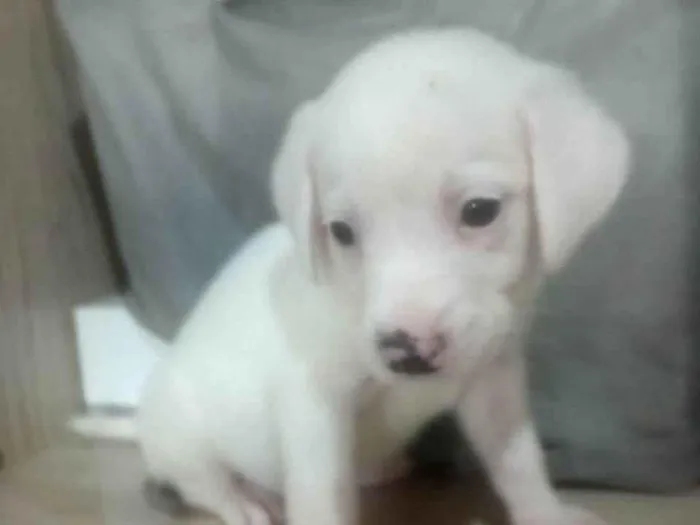 Cachorro ra a SRD-ViraLata idade Abaixo de 2 meses nome Sem nome 