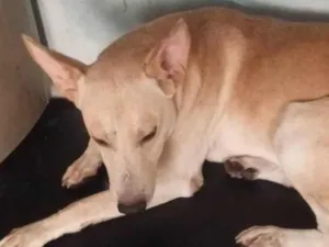 Cachorro ra a SRD-ViraLata idade 1 ano nome Bilu 