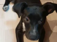 Cachorro ra a SRD-ViraLata idade 2 a 6 meses nome Luna