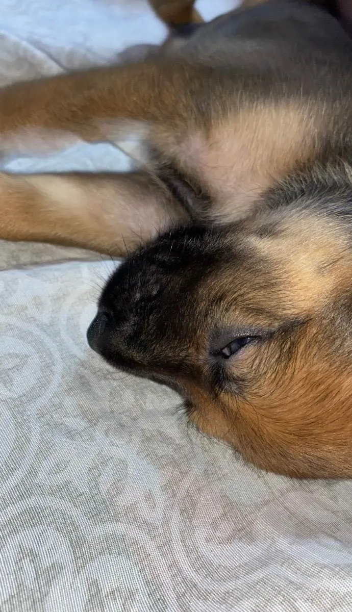 Cachorro ra a SRD-ViraLata idade Abaixo de 2 meses nome Dustin 