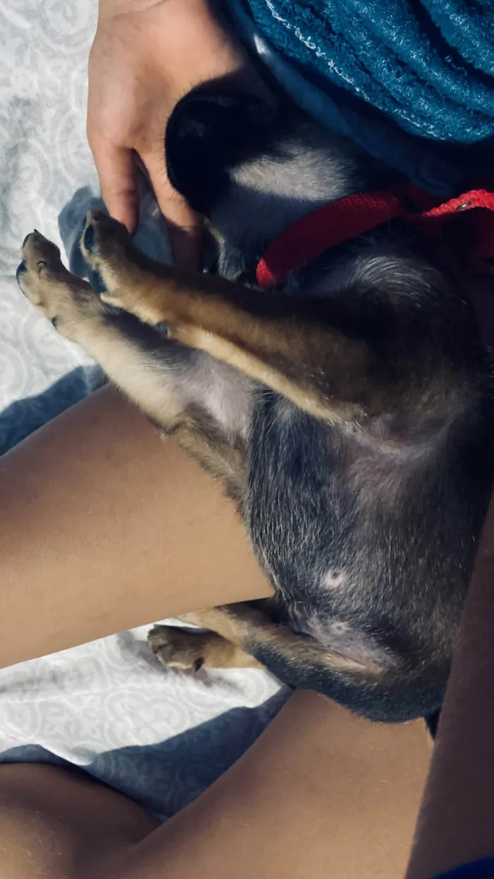Cachorro ra a SRD-ViraLata idade Abaixo de 2 meses nome Dustin 