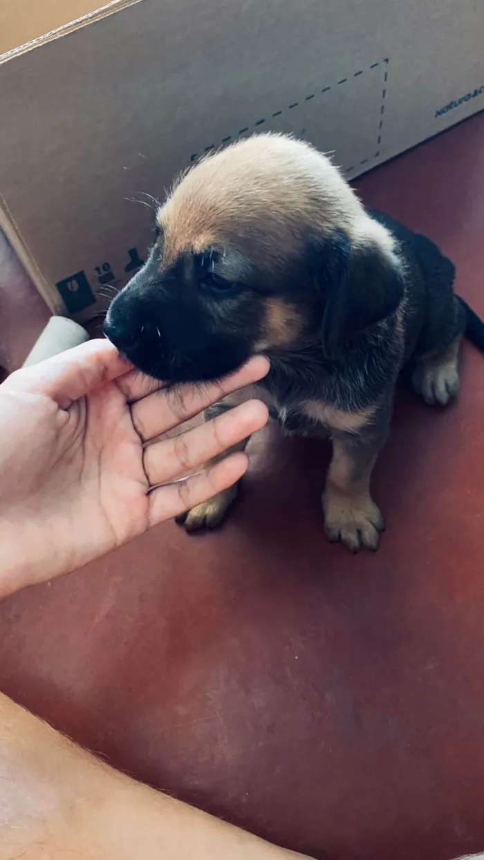 Cachorro ra a SRD-ViraLata idade Abaixo de 2 meses nome Dustin 