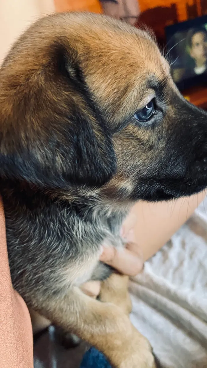 Cachorro ra a SRD-ViraLata idade Abaixo de 2 meses nome Dustin 