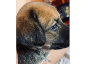 Cachorro ra a SRD-ViraLata idade Abaixo de 2 meses nome Dustin 