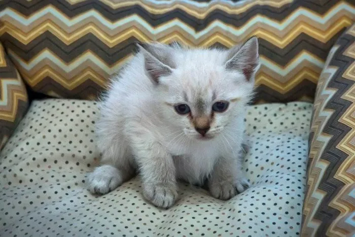 Gato ra a Ragdoll idade 2 a 6 meses nome 4 filhotinhos de gato