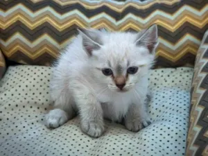 Gato ra a Ragdoll idade 2 a 6 meses nome 4 filhotinhos de gato