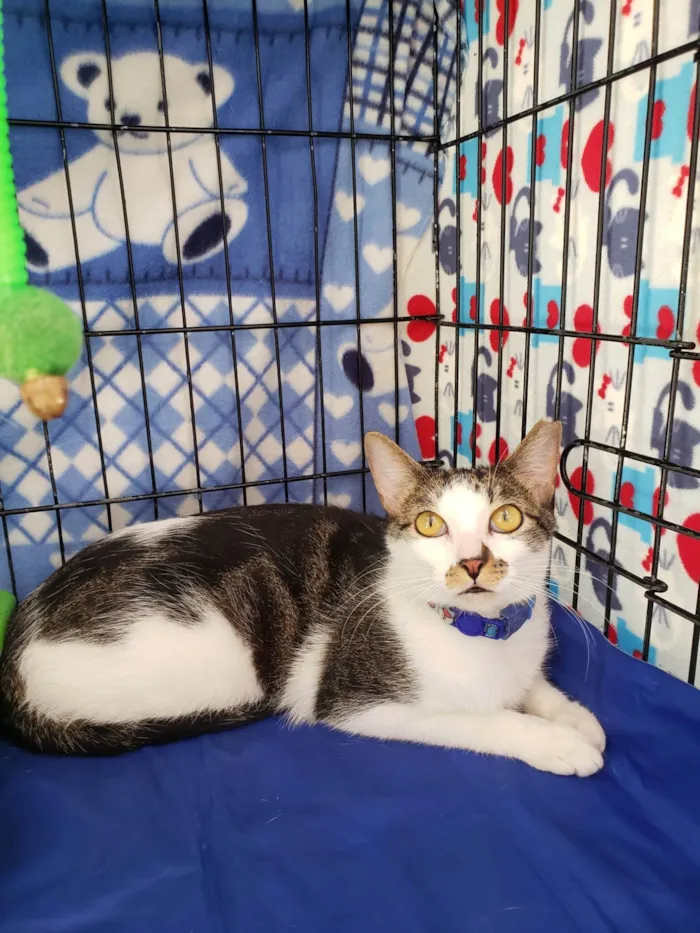 Gato ra a SRD-ViraLata idade 2 anos nome Bóris