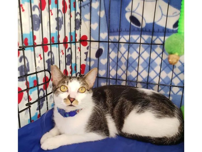 Gato ra a SRD-ViraLata idade 2 anos nome Bóris