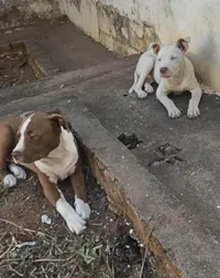 Cachorro ra a Pit-Bull idade 1 ano nome Zeus