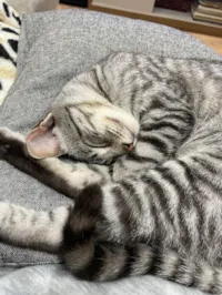 Gato ra a SRD-ViraLata idade 7 a 11 meses nome Mími