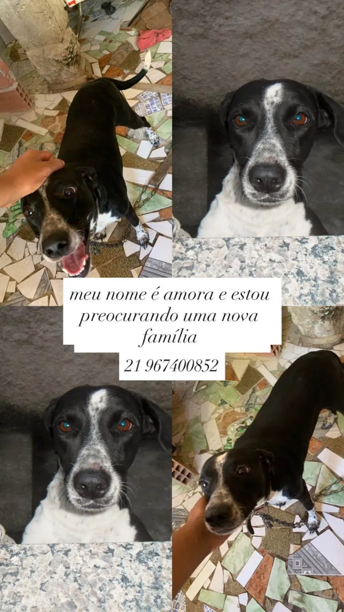 Cachorro ra a SRD-ViraLata idade 3 anos nome amora 