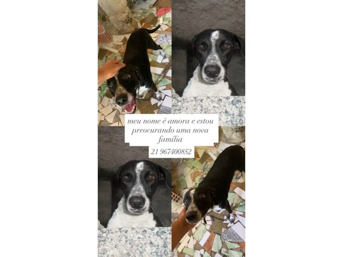 Cachorro ra a SRD-ViraLata idade 3 anos nome amora 