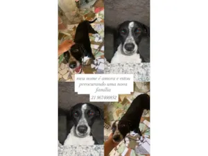 Cachorro ra a SRD-ViraLata idade 3 anos nome amora 