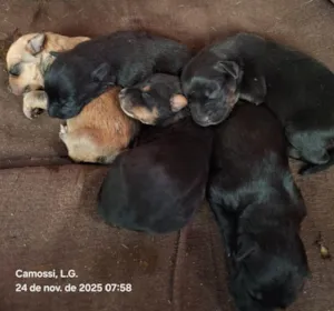 Cachorro ra a SRD-ViraLata idade Abaixo de 2 meses nome Bebezinhos