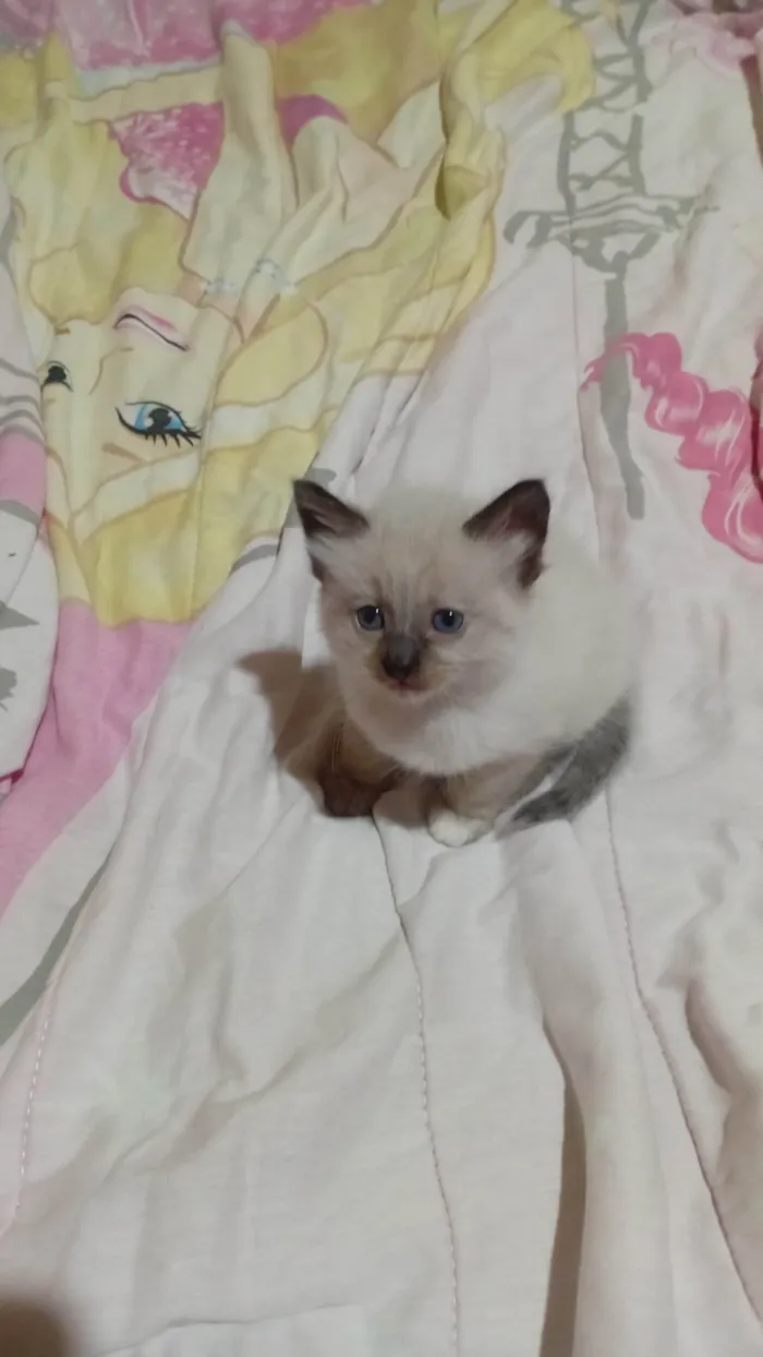 Gato raça Siamês idade Abaixo de 2 meses nome Gatinha