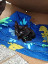 Gato raça SRD-ViraLata idade Abaixo de 2 meses nome Sem nome