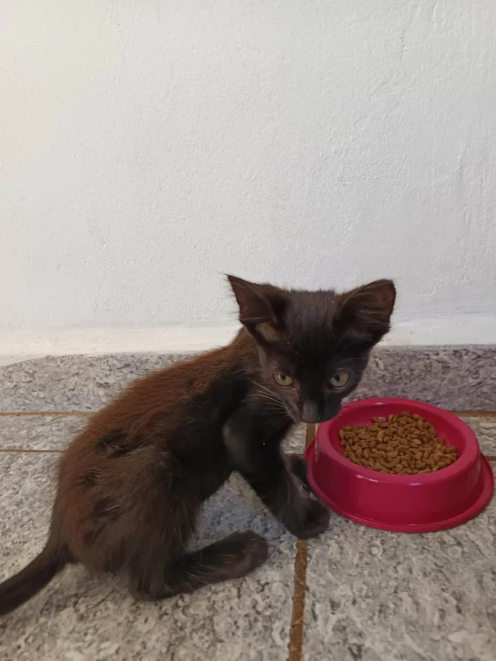 Gato ra a SRD-ViraLata idade Abaixo de 2 meses nome Sem nome