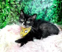 Gato raça SRD-ViraLata idade 2 a 6 meses nome Frajola