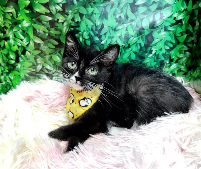 Gato ra a SRD-ViraLata idade 2 a 6 meses nome Frajola