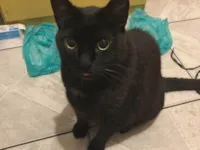 Gato ra a SRD-ViraLata idade 6 ou mais anos nome Arthur ou Negão (Apelido)