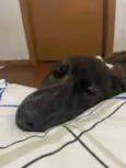 Cachorro ra a SRD-ViraLata idade 1 ano nome Carvãozinha