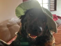 Cachorro ra a SRD-ViraLata idade 1 ano nome Carvãozinha