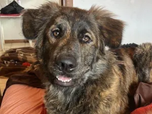 Cachorro raça SRD-ViraLata idade 1 ano nome Carvãozinha