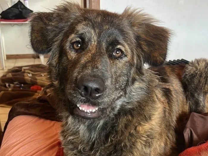 Cachorro ra a SRD-ViraLata idade 1 ano nome Carvãozinha