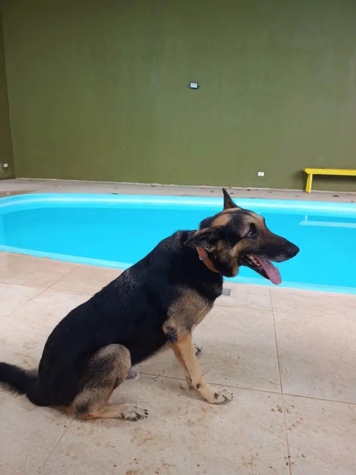 Cachorro ra a Pastor Alemão idade 6 ou mais anos nome Duck