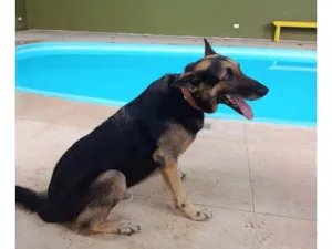 Cachorro ra a Pastor Alemão idade 6 ou mais anos nome Duck