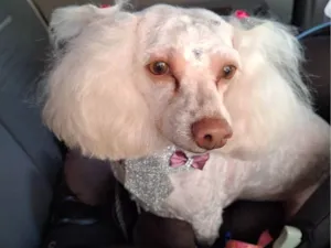 Cachorro raça Poodle idade 6 ou mais anos nome Maia Catarina