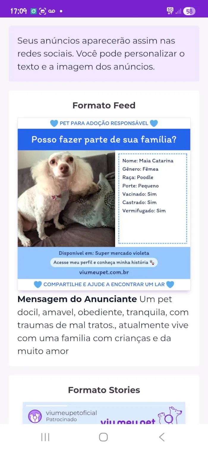 Cachorro ra a Poodle idade 6 ou mais anos nome Maia Catarina