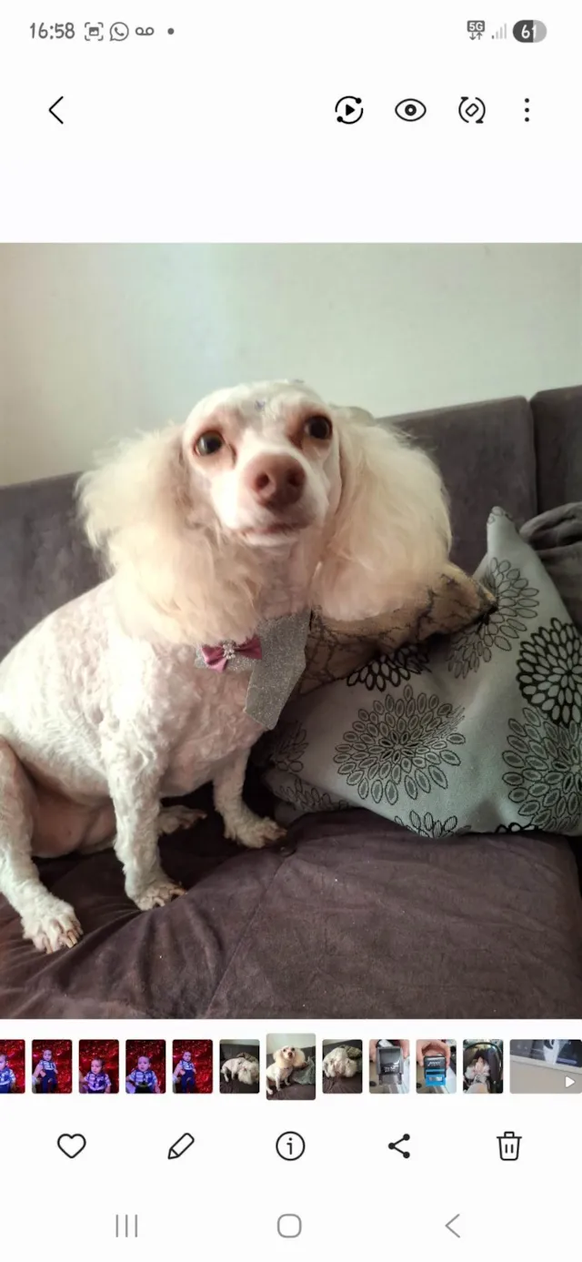 Cachorro ra a Poodle idade 6 ou mais anos nome Maia Catarina