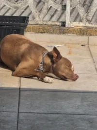 Cachorro ra a SRD-ViraLata idade 7 a 11 meses nome Apollo