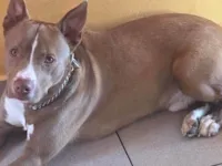 Cachorro raça SRD-ViraLata idade 7 a 11 meses nome Apollo