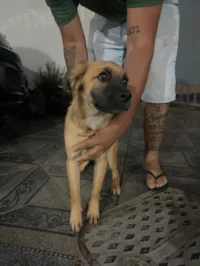 Cachorro ra a SRD-ViraLata idade 7 a 11 meses nome Nina