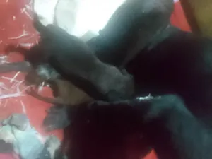 Cachorro raça Labrador idade 5 anos nome Fiona 