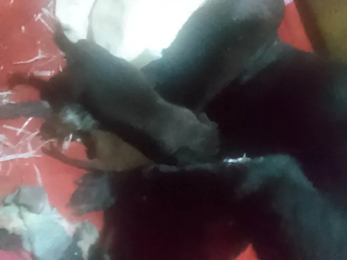 Cachorro ra a Labrador idade 5 anos nome Fiona 